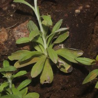 Gamochaeta pensylvanica (Willd.) Cabrera